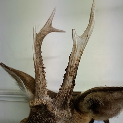 1149 - Taxidermy:  A roe deer head, on an oak mount, 10 cm point to point