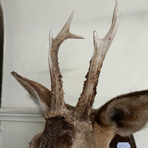 1149 - Taxidermy:  A roe deer head, on an oak mount, 10 cm point to point