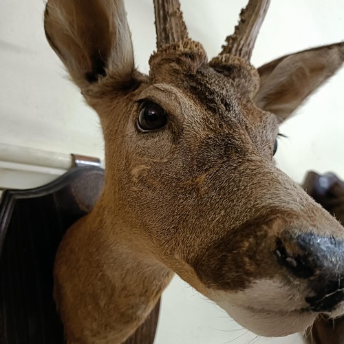 1149 - Taxidermy:  A roe deer head, on an oak mount, 10 cm point to point