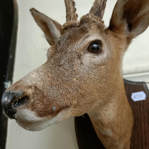 1149 - Taxidermy:  A roe deer head, on an oak mount, 10 cm point to point