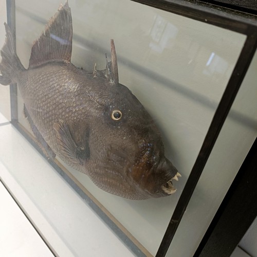 1152 - Taxidermy: A trigger fish, in a picture frame case, 33 x 55 cm