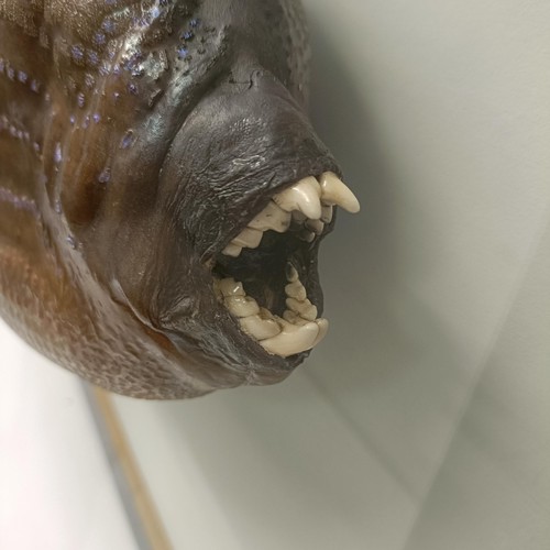 1152 - Taxidermy: A trigger fish, in a picture frame case, 33 x 55 cm