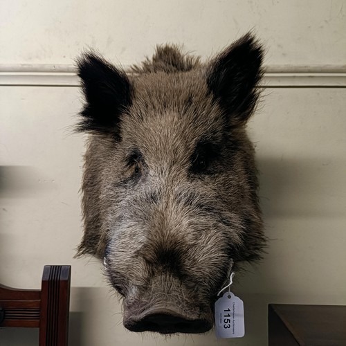 1153 - Taxidermy:  A wild boar's head