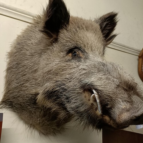 1153 - Taxidermy:  A wild boar's head