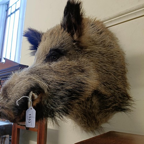 1153 - Taxidermy:  A wild boar's head