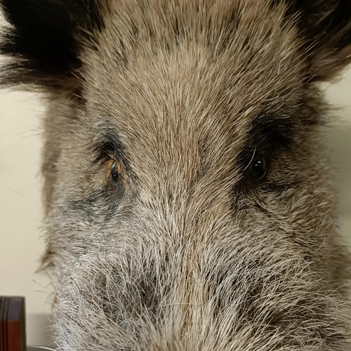 1153 - Taxidermy:  A wild boar's head