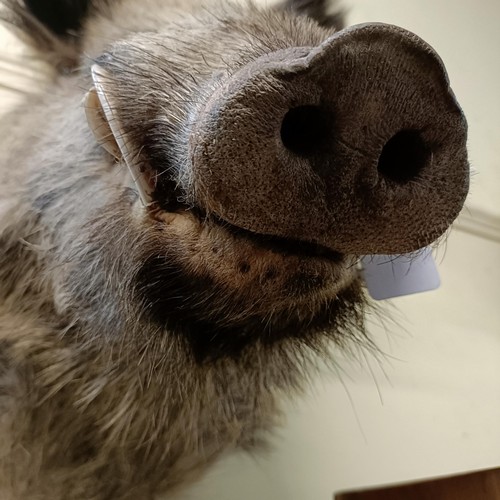 1153 - Taxidermy:  A wild boar's head