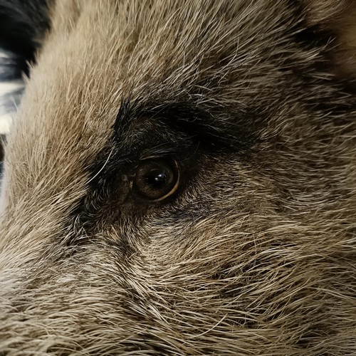 1153 - Taxidermy:  A wild boar's head