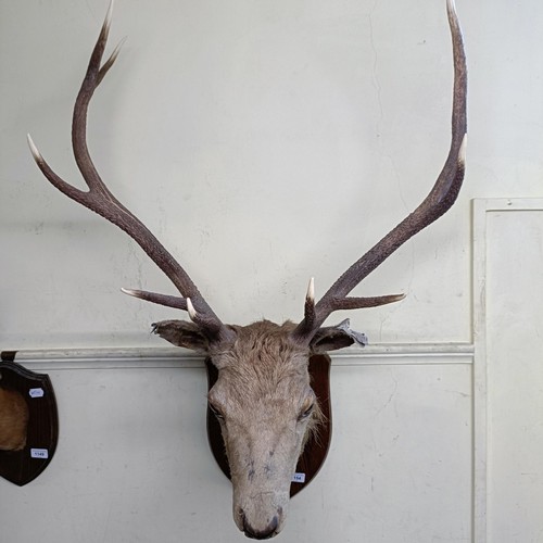 1154 - A Scottish Highland stag head, with nine points, mounted on an oak shield with a silver plaque engra... 