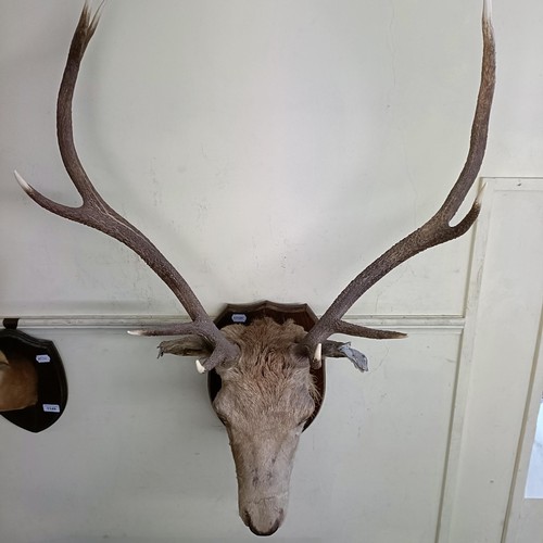 1154 - A Scottish Highland stag head, with nine points, mounted on an oak shield with a silver plaque engra... 