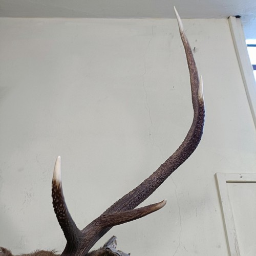 1154 - A Scottish Highland stag head, with nine points, mounted on an oak shield with a silver plaque engra... 