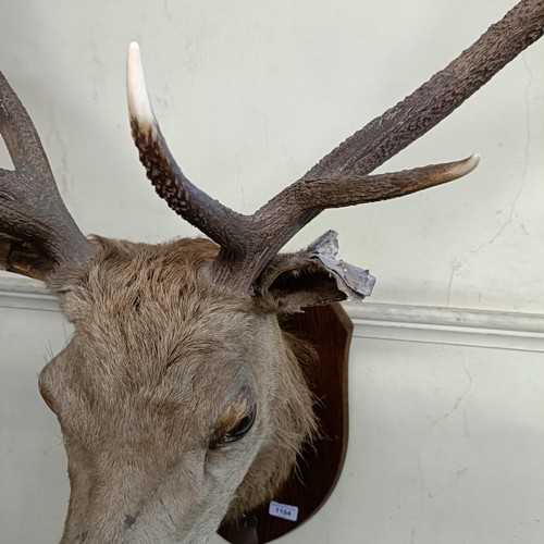 1154 - A Scottish Highland stag head, with nine points, mounted on an oak shield with a silver plaque engra... 