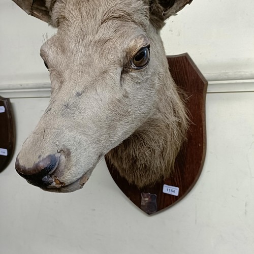 1154 - A Scottish Highland stag head, with nine points, mounted on an oak shield with a silver plaque engra... 