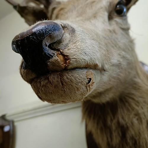 1154 - A Scottish Highland stag head, with nine points, mounted on an oak shield with a silver plaque engra... 