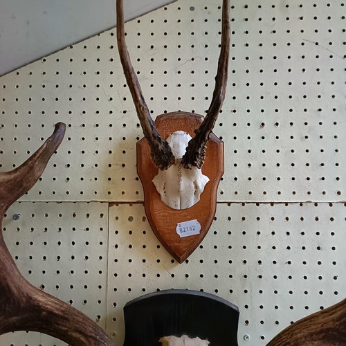 1147 - A pair of antlers, mounted, 8 cm point to point, on an oak mount, and four others (5)