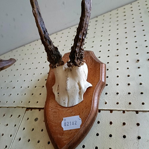 1147 - A pair of antlers, mounted, 8 cm point to point, on an oak mount, and four others (5)