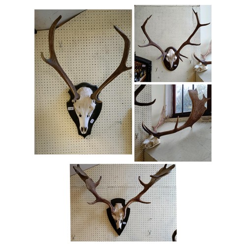 1146 - A set of antlers, mounted, 36 cm point to point, and three others (4)