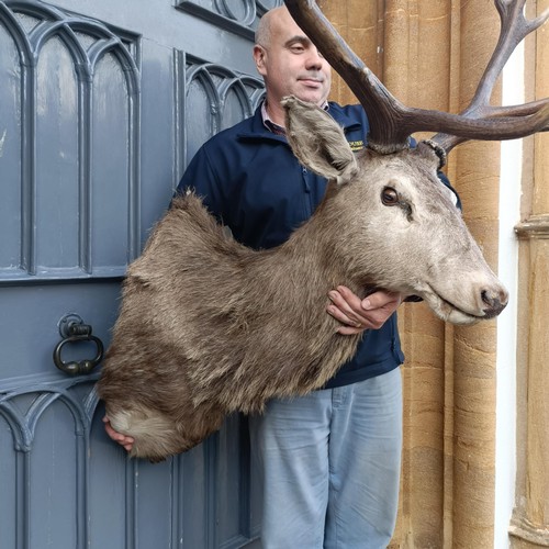 1151 - Taxidermy: A red deer stag's head, 96 cm point to point