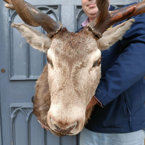 1151 - Taxidermy: A red deer stag's head, 96 cm point to point