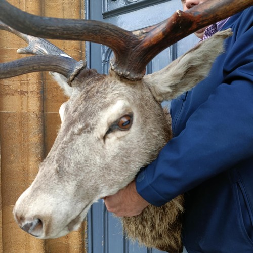 1151 - Taxidermy: A red deer stag's head, 96 cm point to point