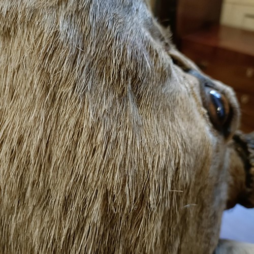 1151 - Taxidermy: A red deer stag's head, 96 cm point to point