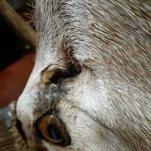 1151 - Taxidermy: A red deer stag's head, 96 cm point to point