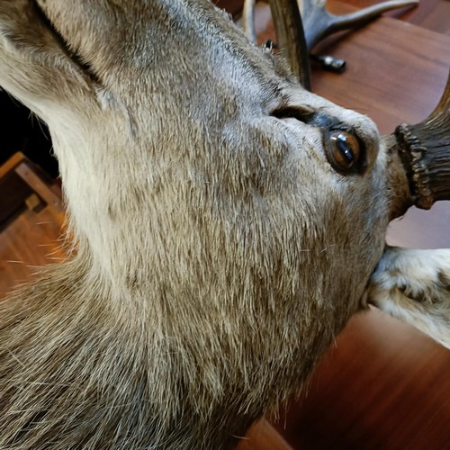 1151 - Taxidermy: A red deer stag's head, 96 cm point to point