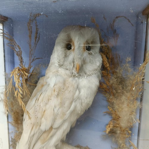 637 - Taxidermy: A snowy owl, in a case, 40 x 30 cm