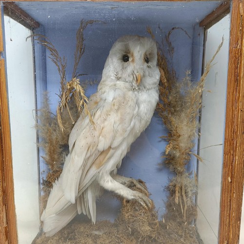 637 - Taxidermy: A snowy owl, in a case, 40 x 30 cm