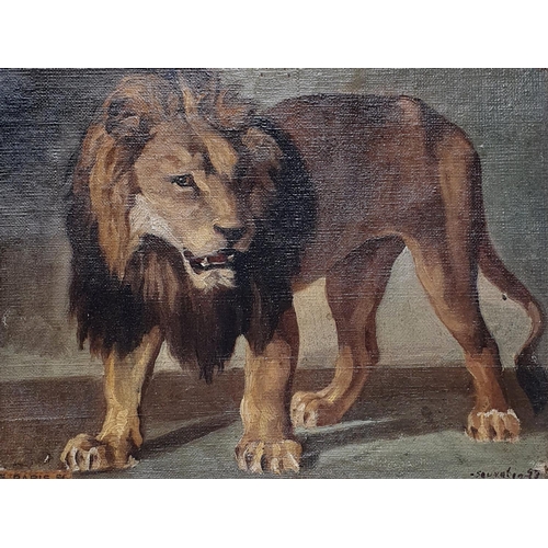 330 - 19th century, Continental school, study of a lion, signature indistinct, oil on canvas, 25 x 32 cm