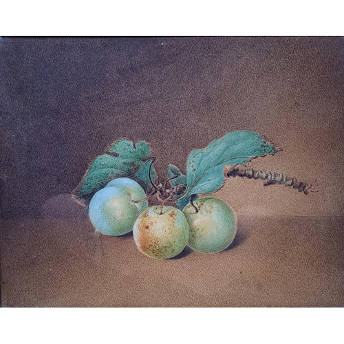 342 - 19th century, English school, still life of plums, watercolour, 17 x 23 cm