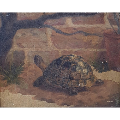 368 - Early 20th century, English school, study of a tortoise, oil on board, 22 x 27 cm