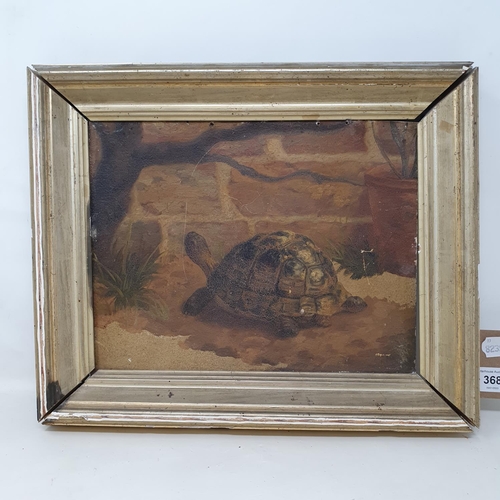 368 - Early 20th century, English school, study of a tortoise, oil on board, 22 x 27 cm