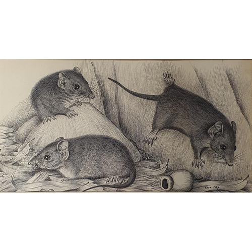 301A - Ella Fry (Australian 1916-1997), Antechinus Flavipes, a hollow footed marsupial mouse, charcoal, sig... 