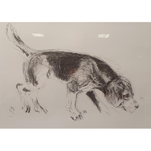 359 - April Shepherd, Found The Scent, study of a beagle, charcoal, initialed, 53 x 75 cm, gallery label v... 