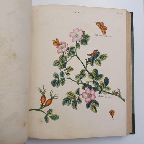 607 - Wilkes (Benjamin), English Moths And Butterflies, 120 coloured plates, leather and cloth bound