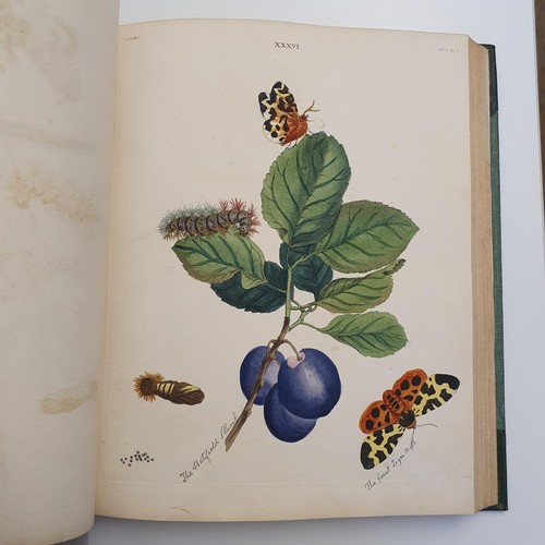 607 - Wilkes (Benjamin), English Moths And Butterflies, 120 coloured plates, leather and cloth bound