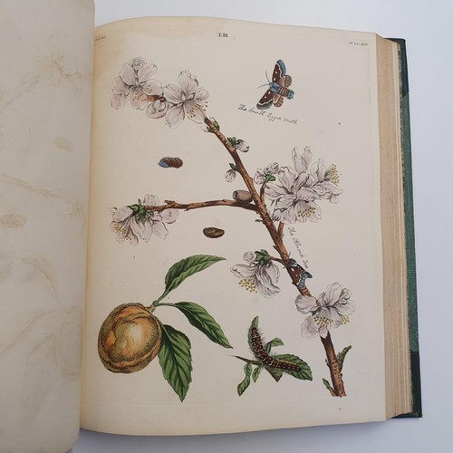 607 - Wilkes (Benjamin), English Moths And Butterflies, 120 coloured plates, leather and cloth bound