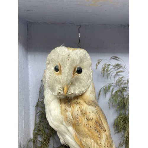 502 - Taxidermy: A snowy owl in a case, lacking glass, 46 cm high