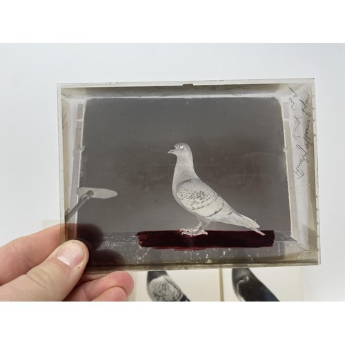 508 - Assorted glass negatives of fancy pigeons, three photographs of pigeons, and four pigeon drinkers (q... 