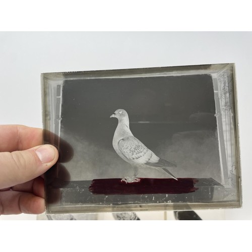 508 - Assorted glass negatives of fancy pigeons, three photographs of pigeons, and four pigeon drinkers (q... 