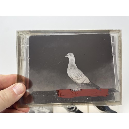 508 - Assorted glass negatives of fancy pigeons, three photographs of pigeons, and four pigeon drinkers (q... 