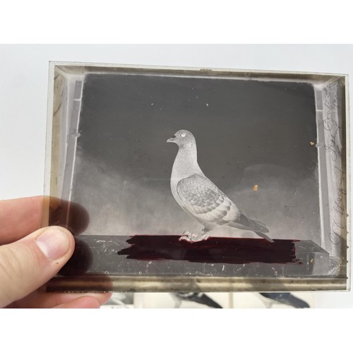 508 - Assorted glass negatives of fancy pigeons, three photographs of pigeons, and four pigeon drinkers (q... 