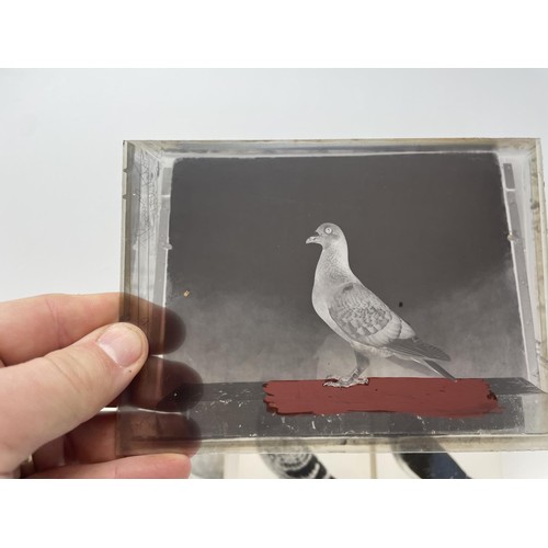 508 - Assorted glass negatives of fancy pigeons, three photographs of pigeons, and four pigeon drinkers (q... 