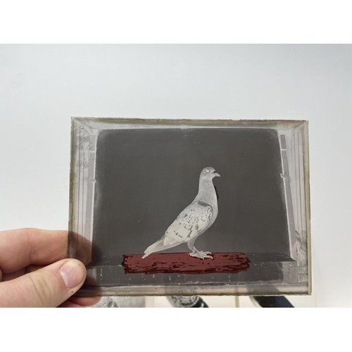 508 - Assorted glass negatives of fancy pigeons, three photographs of pigeons, and four pigeon drinkers (q... 