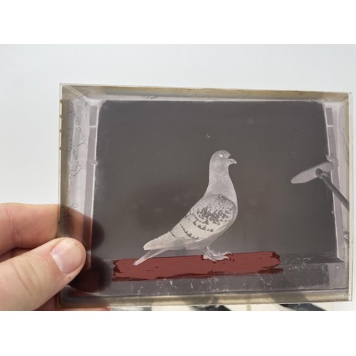 508 - Assorted glass negatives of fancy pigeons, three photographs of pigeons, and four pigeon drinkers (q... 