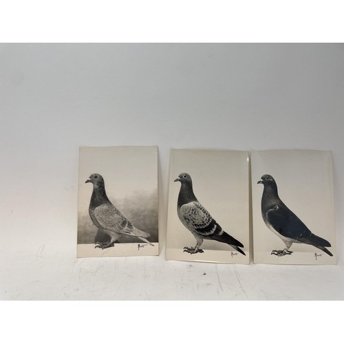 508 - Assorted glass negatives of fancy pigeons, three photographs of pigeons, and four pigeon drinkers (q... 