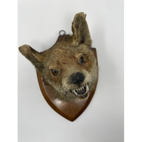 535 - Taxidermy: An early 20th century fox mask, on an oak shield shaped mount, 27 cm