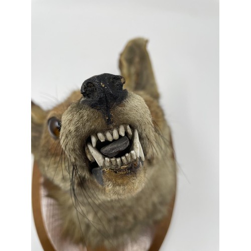 535 - Taxidermy: An early 20th century fox mask, on an oak shield shaped mount, 27 cm