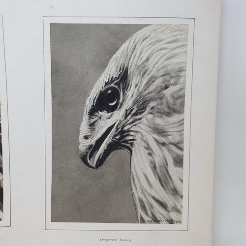 790 - C F Hancock, study of a long eared owl, and a spotted eagle, signed and dated 28/8/64, mounted as on... 